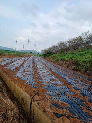 결단이님의 파 · 영농일지 작성글 사진