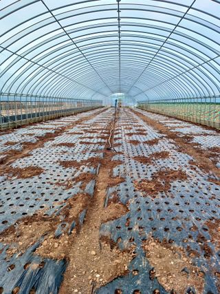 결단이님의 파 · 영농일지 작성글 사진