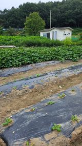 팜모닝 9월 농사계획 공유하기·참여글 게시글 이미지