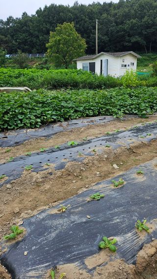 시아님의 9월 농사계획 공유하기 · 참여글 작성글 사진