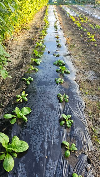 시아님의 9월 농사계획 공유하기 · 참여글 작성글 사진