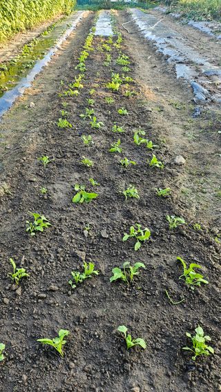 시아님의 9월 농사계획 공유하기 · 참여글 작성글 사진