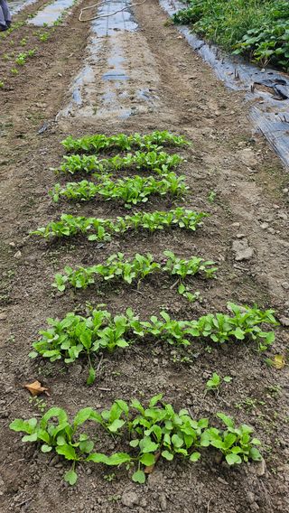 시아님의 9월 농사계획 공유하기 · 참여글 작성글 사진