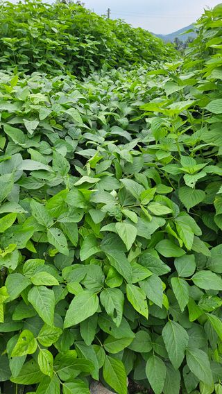 시아님의 자유주제 · 자유게시판 작성글 사진