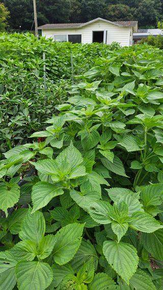 시아님의 자유주제 · 자유게시판 작성글 사진