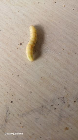 Pjs8762143님의 9월 농사계획 공유하기 · 참여글 작성글 사진