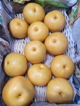 팜모닝 배·영농일지 게시글 이미지