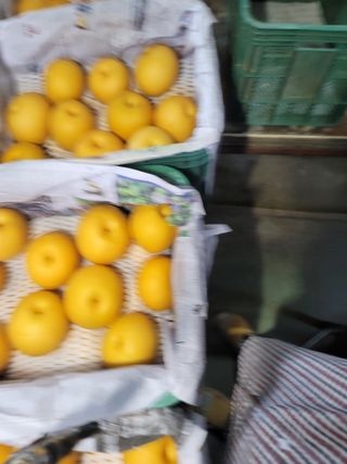 장재농원 최재석님의 배 · 영농일지 작성글 사진