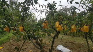 김용호님의 배 · 영농일지 작성글 사진