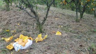 김용호님의 배 · 영농일지 작성글 사진