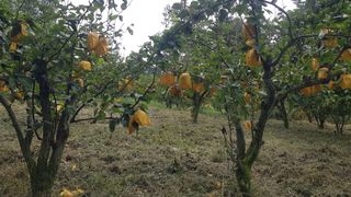 김용호님의 배 · 영농일지 작성글 사진