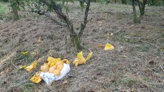 김용호님의 배 · 영농일지 작성글 사진