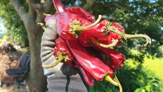 농부아내님의 고추 · 영농일지 작성글 사진