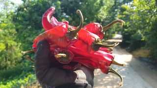 농부아내님의 고추 · 영농일지 작성글 사진