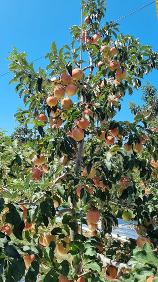 조동원님의 자유주제 · 자유게시판 작성글 사진