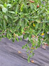 팜모닝 고추·병해충상담 게시글 이미지