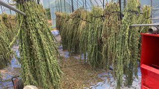 조용욱 용강농원님의 참깨 · 영농일지 작성글 사진