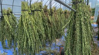 조용욱 용강농원님의 참깨 · 영농일지 작성글 사진