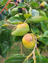 팜모닝 자유주제·자유게시판 게시글 이미지