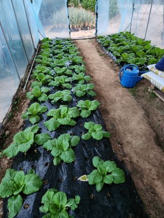 보은 김영순님의 자유주제 · 자유게시판 작성글 사진