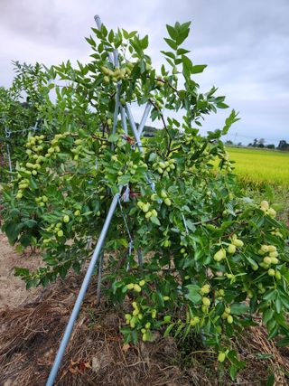 보은 김영순님의 자유주제 · 자유게시판 작성글 사진