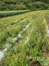 팜모닝 기타작물·영농일지 게시글 이미지