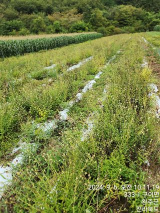 약도라지6018님의 기타작물 · 영농일지 작성글 사진
