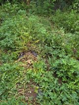 팜모닝 자유주제·자유게시판 게시글 이미지