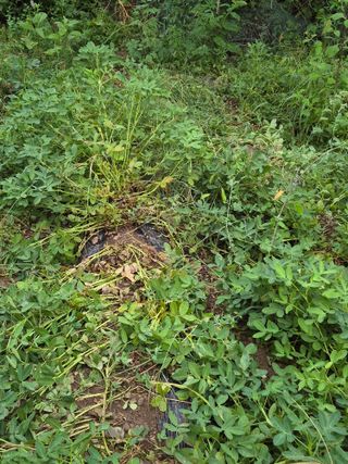 포포랑샤인에 묻혀서님의 자유주제 · 자유게시판 작성글 사진