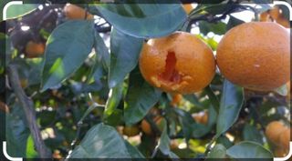 수미니님의 감 · 병해충상담 작성글 사진