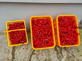 윤진명님의 고추 · 영농일지 작성글 사진