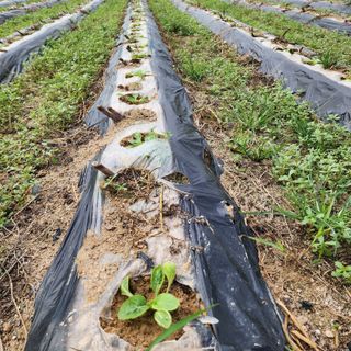 한상범님의 배추 · 영농일지 작성글 사진