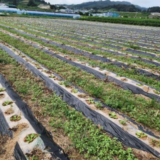 한상범님의 배추 · 영농일지 작성글 사진