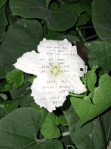 팜모닝 자유주제·자유게시판 게시글 이미지