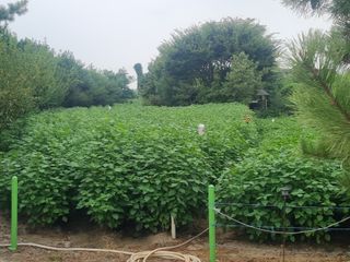 손석승(유성)님의 들깨 · 영농일지 작성글 사진