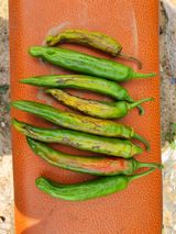 팜모닝 고추·병해충상담 게시글 이미지