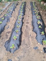 팜모닝 자유주제·자유게시판 게시글 이미지