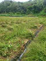 팜모닝 기타작물·영농일지 게시글 이미지