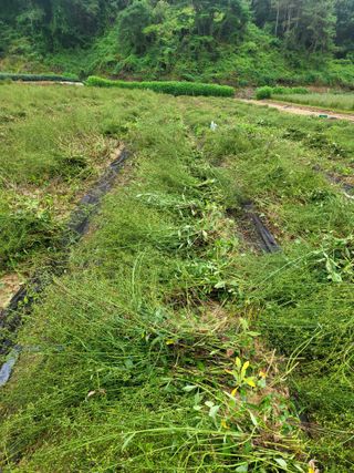 노지잔대재배7년차님의 기타작물 · 영농일지 작성글 사진