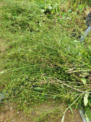 노지잔대재배7년차님의 기타작물 · 영농일지 작성글 사진