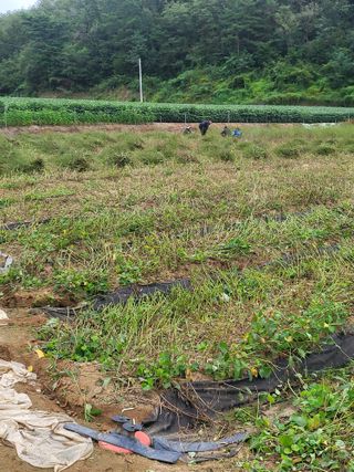 노지잔대재배7년차님의 기타작물 · 영농일지 작성글 사진