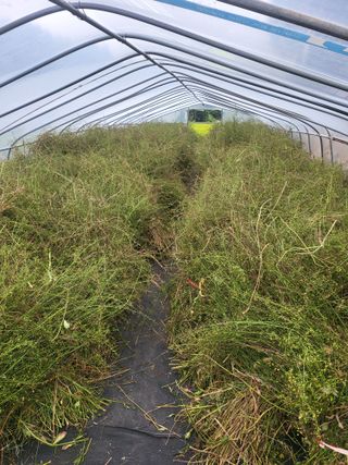 노지잔대재배7년차님의 기타작물 · 영농일지 작성글 사진