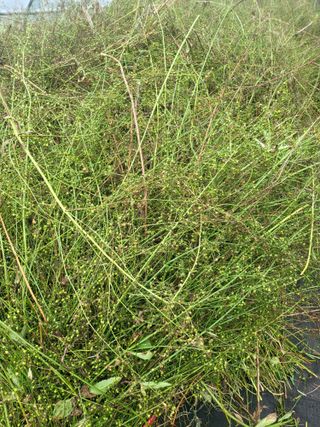 노지잔대재배7년차님의 기타작물 · 영농일지 작성글 사진