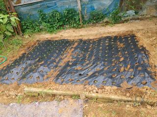 예스맴님의 상추 · 자유게시판 작성글 사진