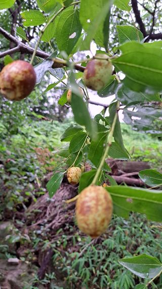 나도농부님의 기타작물 · 병해충상담 작성글 사진