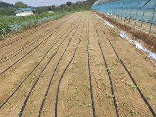 Happy100w님의 기타작물 · 영농일지 작성글 사진