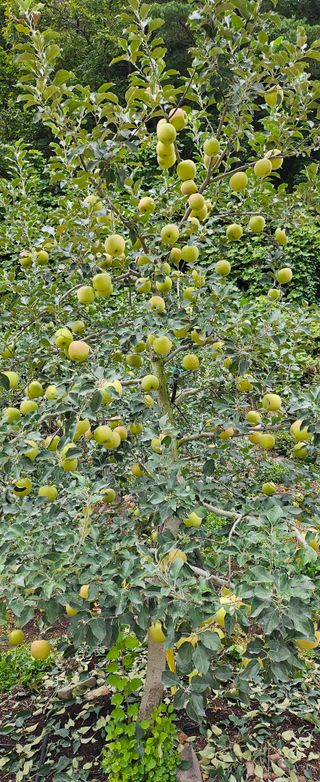 미스터션샤인님의 사과 · 영농일지 작성글 사진