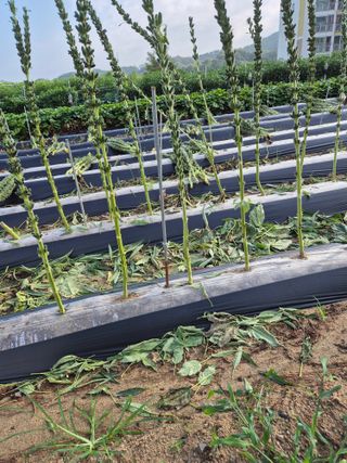 김연숙님의 참깨 · 영농일지 작성글 사진