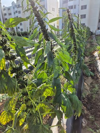 김연숙님의 참깨 · 영농일지 작성글 사진