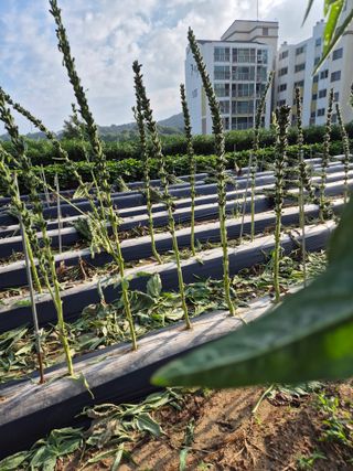 김연숙님의 참깨 · 영농일지 작성글 사진